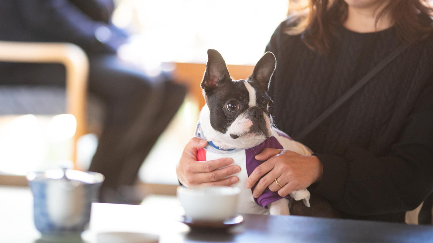 露天風呂付き客室からお部屋食まで。ペット同伴OKの宿がいっぱい3931967