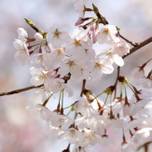 東京でお花見するならココ！一度は行きたい桜の名所10選
