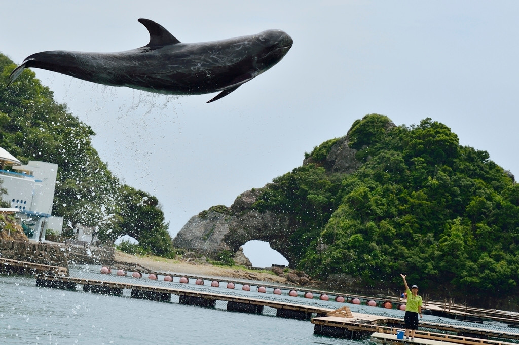 くじら博物館で観る大迫力の「くじらショー」719639