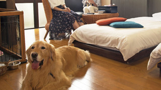 わんこ同伴OK - ツインルーム 喫煙 別館 バス無しトイレ付き