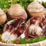 素材一例 あさりや岩ガキ / 2