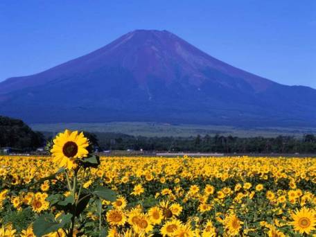 山中湖ガーデンヴィラ / 2