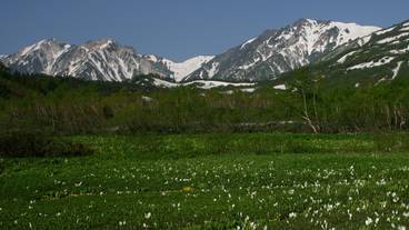 栂池自然園:春 / 5