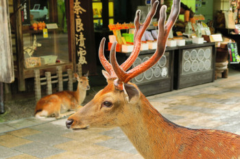 Deer in Nara