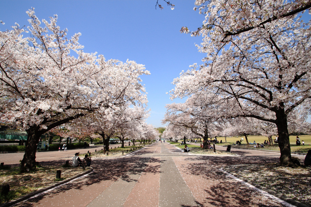 東大路を中心とする桜並木1029431