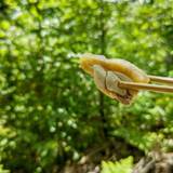 太鼓判（タイコバン）