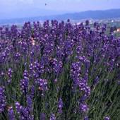 ペンション ラベンダー(北海道 ペンション) / 5