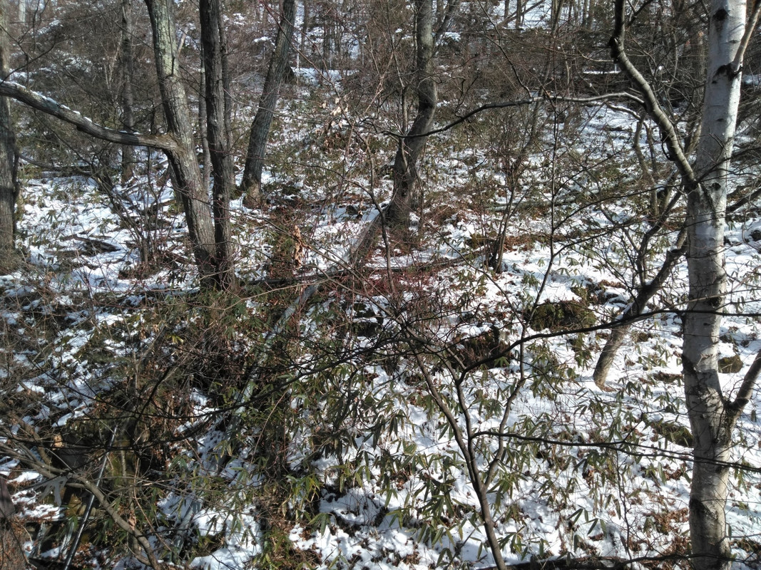 シングルルームからは裏山の木しか見えません。