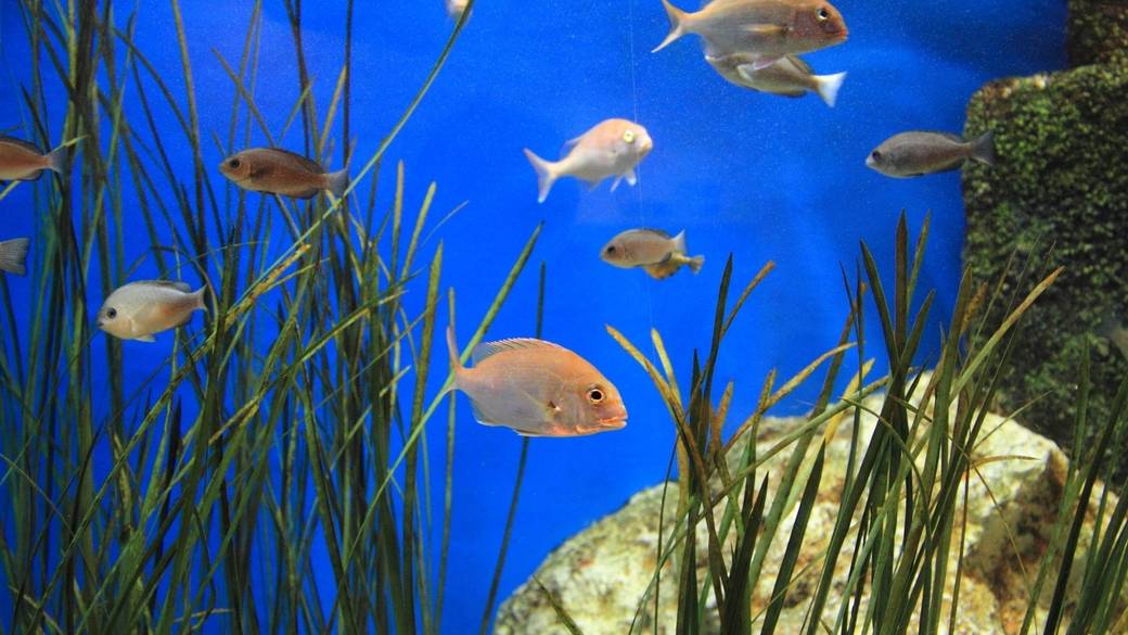 竹島水族館・展示 / 2