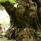 來宮神社（キノミヤジンジャ）
