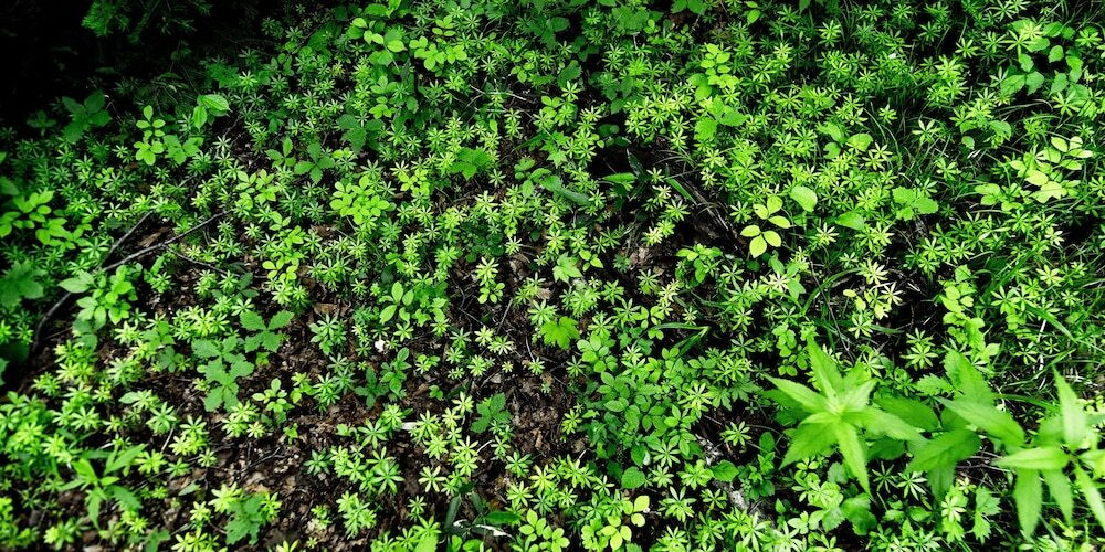 施設からの眺望