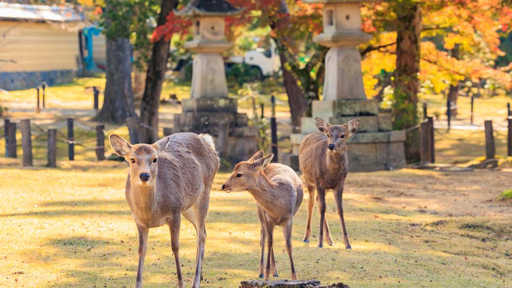 奈良公園のシカ / 1
