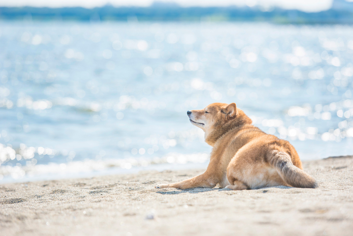 海風を感じる柴犬