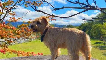 ペット同伴可 / 29