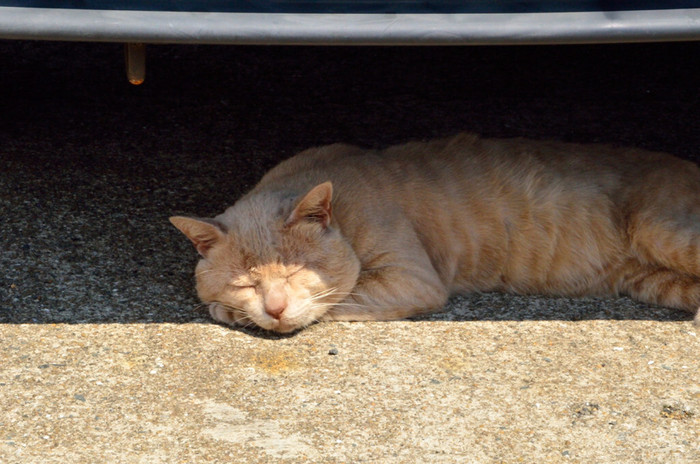 ニャンコに癒される♡猫好きに捧ぐ猫だらけの「猫島」10選【全国