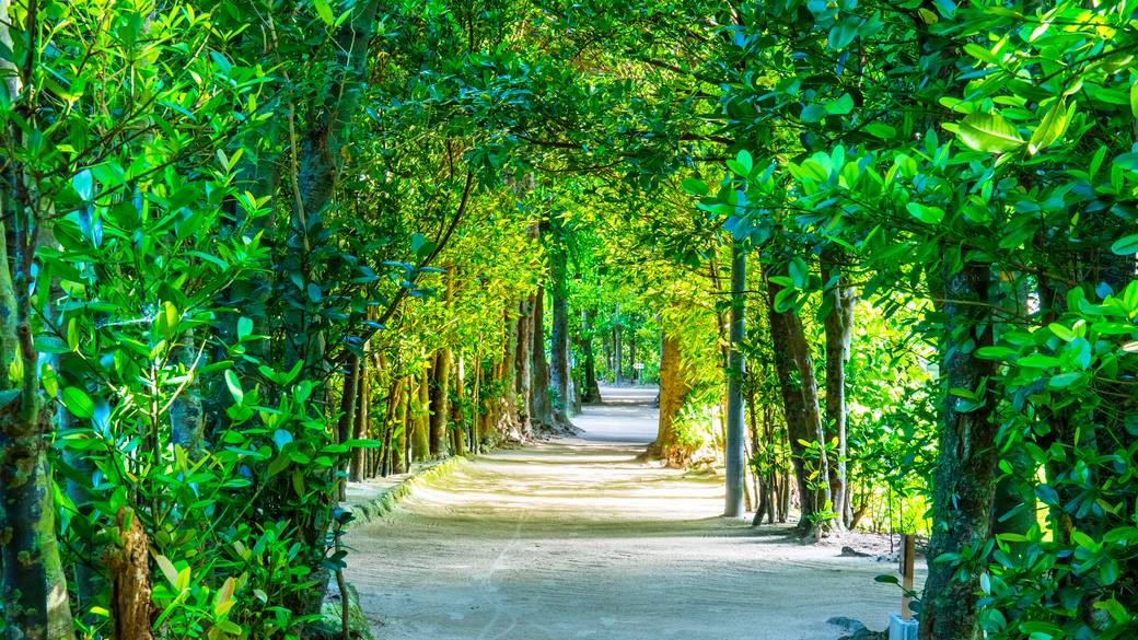 備瀬のフクギ並木 / 1