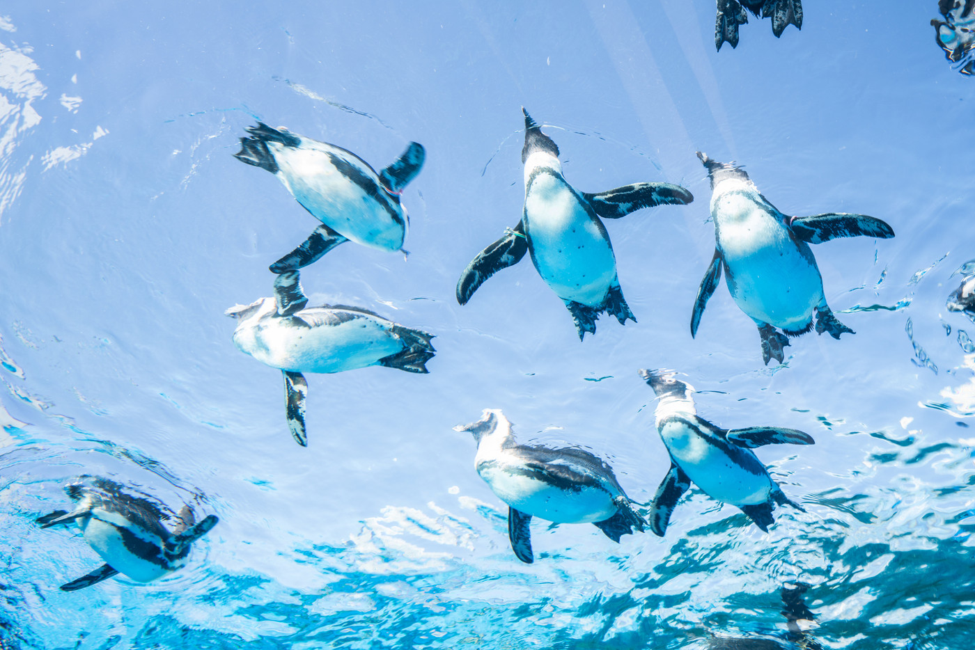 空飛ぶペンギンにアニメグッズに…「池袋」で目いっぱい遊ぼ!4269651