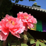 甘い春色に彼と心ときめく♡牡丹が美しい京都「乙訓寺」