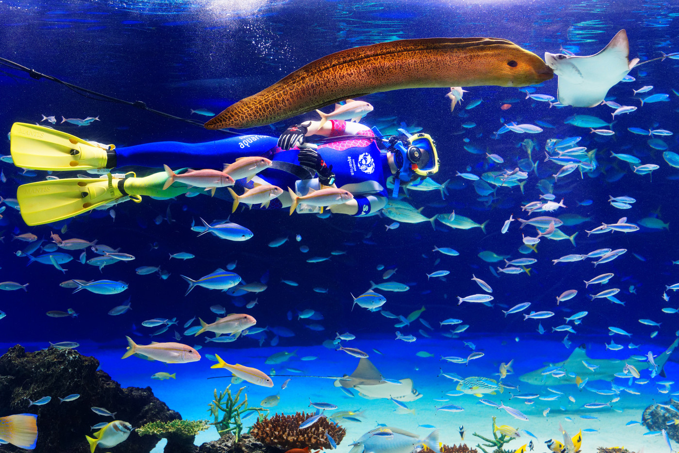 池袋サンシャイン水族館　水中パフォーマンス