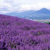 ペンション ラベンダー(北海道 ペンション) / 4
