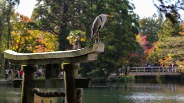 ランド ビュー / 31