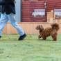 【愛犬と泊まる別邸×早割30】露天風呂・サウナ・プライベートドッグラン付きヴィラ<夕朝食付/部屋食> | 鉄板ダイニング ゆとりろ熱海