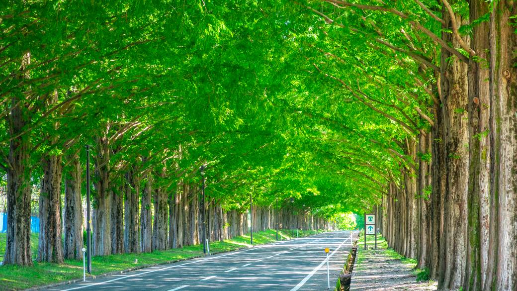 メタセコイア並木道 夏 / 2