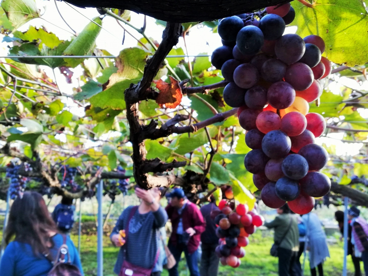 山梨ならではの観光スポット巡り3705516