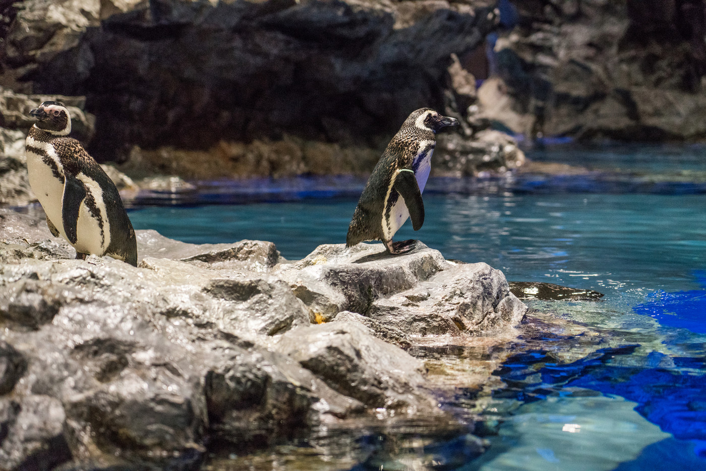 すみだ水族館のペンギン