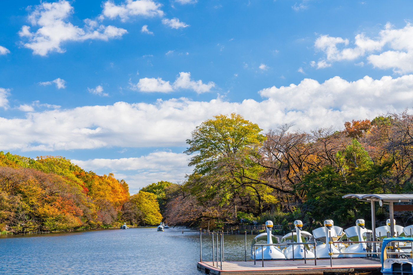 東京都 秋の井の頭公園