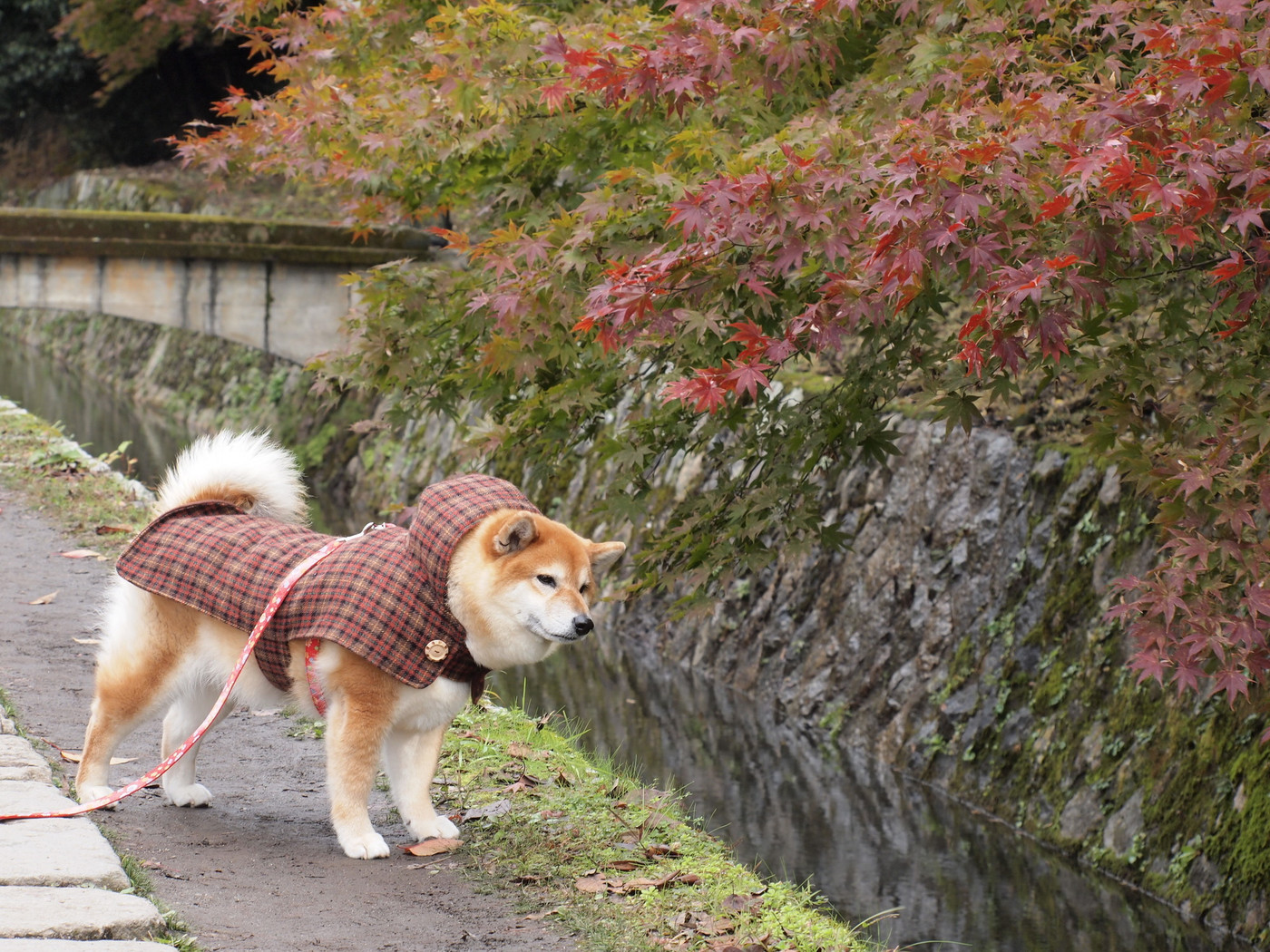 哲学の道にて