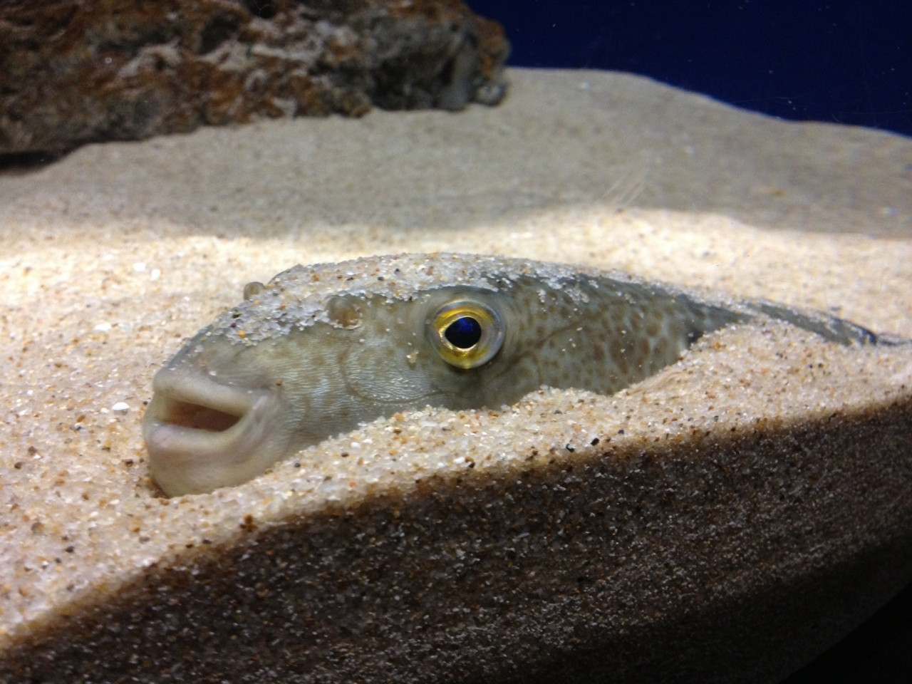 下関市立しものせき水族館「海響館」1323107