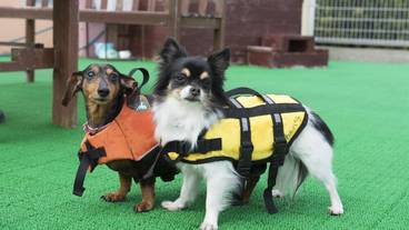 ペット用設備・サービス / 2