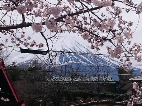 FUJI SAKURA HOUSE / 5