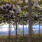 わいんと宿 川口園（山梨県 民宿） / 3