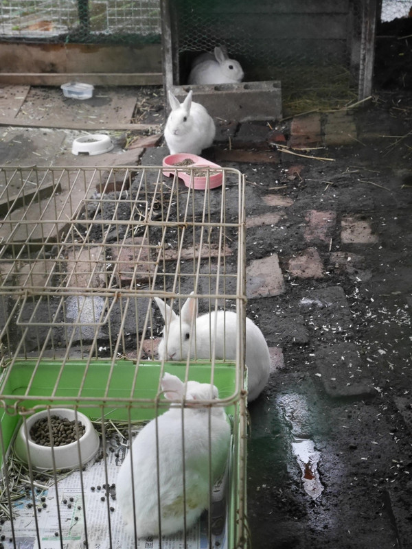 渡り廊下のうさぴょん