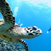 アラマンダ インギャーコーラルヴィレッジ（沖縄県 リゾートホテル） / 4