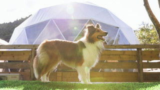 グランピング (ドームテント) ペット可 禁煙