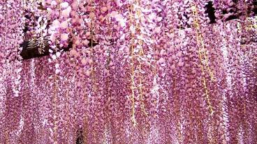 Kumano's Long Wisteria / 17