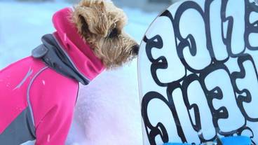 ペット同伴可 / 20