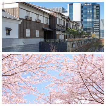 四季折々の美しい景色を眺めながら、江戸の町並みをゆったりと歩く3293890