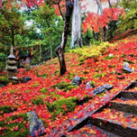 紅葉の絨毯がきれい！京都「常寂光寺」は風情ある紅葉の名所