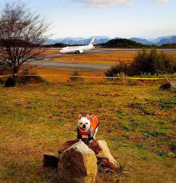 広島空港隣の1棟貸しコテージ。愛犬と飛行機のコラボ写真をパチリ3926135