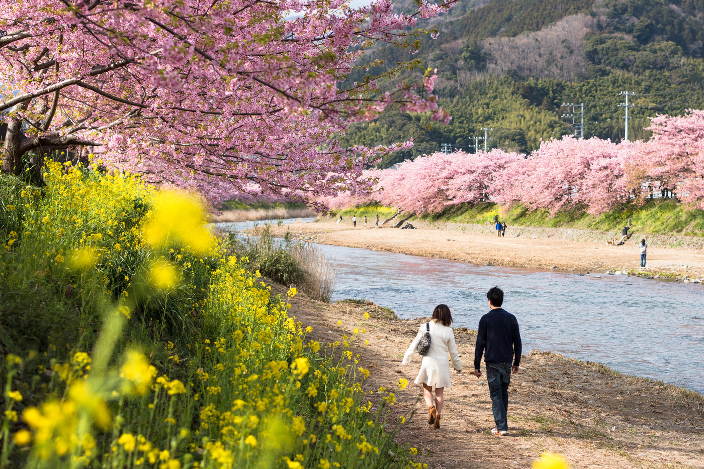 伊豆　河津桜　デート