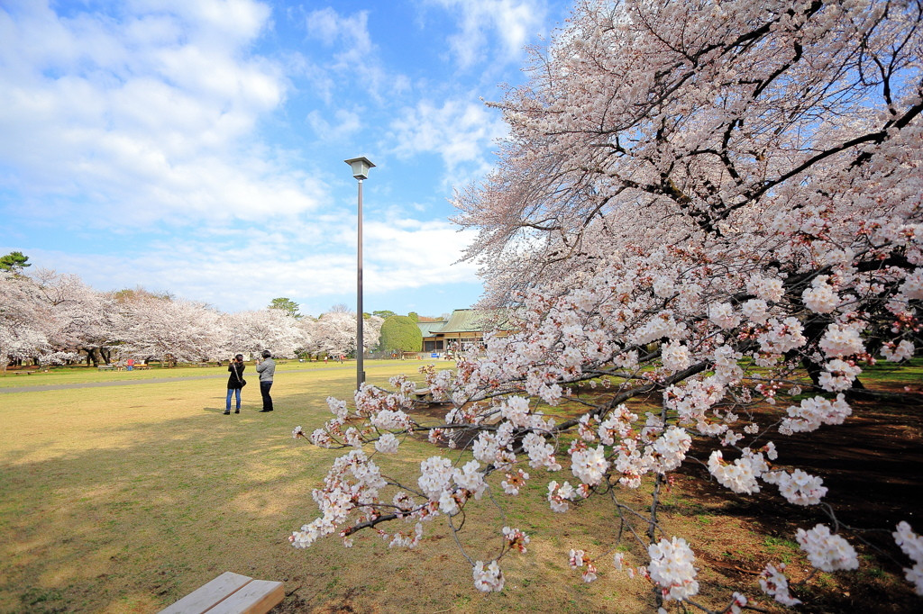 6. 小金井公園1153066