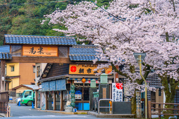 Early morning cherry blossoms in full bloom around Tsukimibashi onsen in Kinosaki Onsen