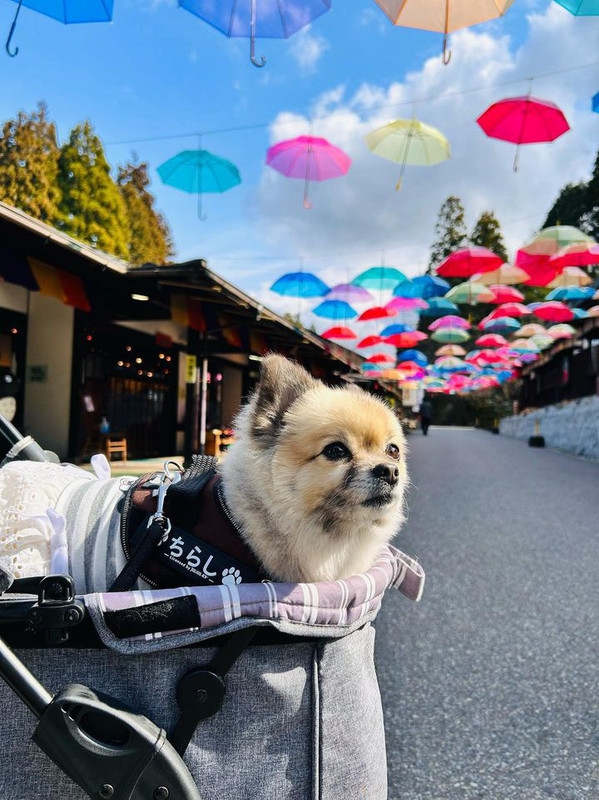 k_chirashi_さんの写真 / 1