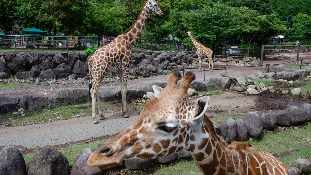 動物と触れ合える
伊豆の動物園 / 1