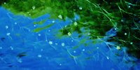 心を癒してくれる、水辺の美しい風景がここに。滋賀県「醒ヶ井」の魅力とは