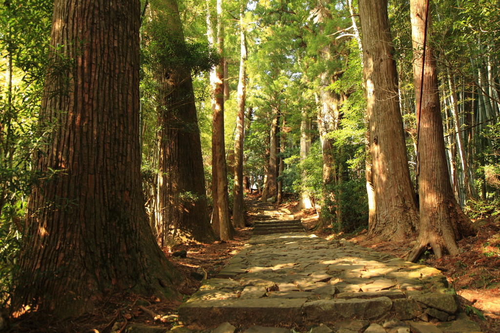 世界遺産「熊野古道」を歩こう！56409